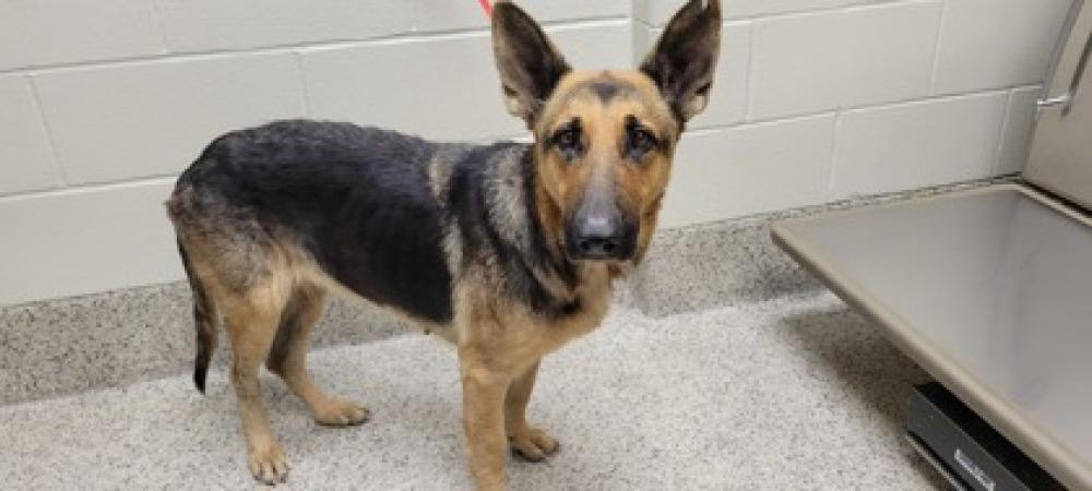 Shelter Stray Female Dog last seen Near Edgewood blvd, 70397 - Theriot, LA, Gray, LA 70359