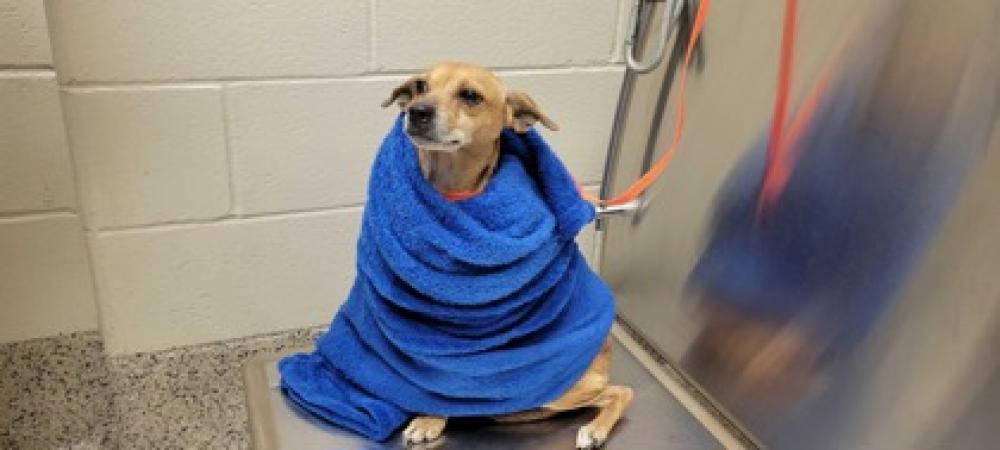 Shelter Stray Female Dog last seen 211Retreat dr, 70343 - Bourg, LA, Gray, LA 70359