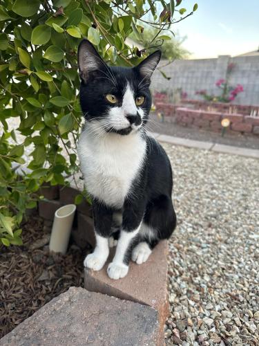 Lost Male Cat last seen 67th st, 69th st, Bicentennial Park, Glendale, AZ 85303