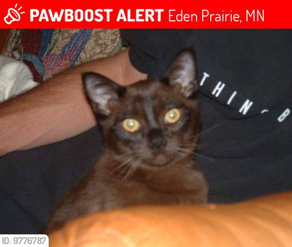 Lost Male Cat last seen Bluffs At Nine Mile Creek apmts.   Flying Cloud Drive and Valley View Rd , Eden Prairie, MN 55344
