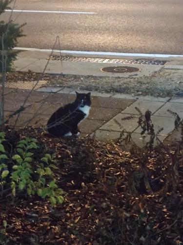 Found/Stray Unknown Cat last seen Near Dollar Tree, Silver Spring, MD 20902