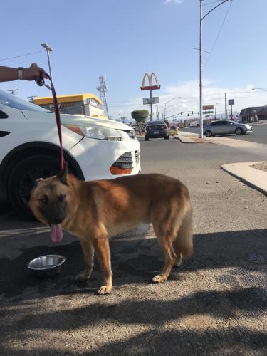 Lost Male Dog last seen 40th, San Bernardino, CA 92405