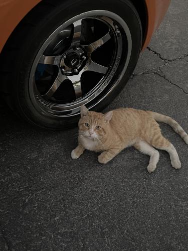 Lost Male Cat last seen Ave 46 and Madison By Madison elementary. , Indio, CA 92201