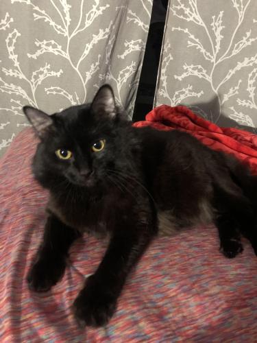 Lost Male Cat last seen 40th and bloomington ave minneapolis close to  family dollar, Minneapolis, MN 55407