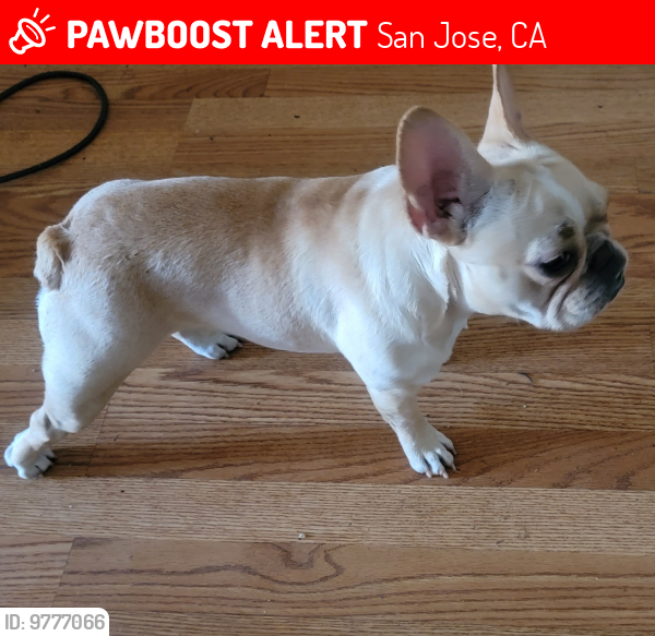 Lost Female Dog last seen Illinois ave, San Jose, CA 95125