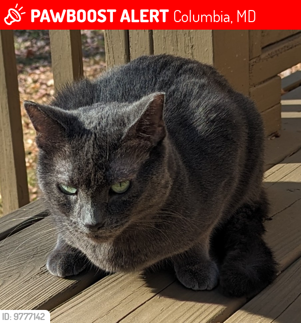 Lost Female Cat last seen Snowden River Pkwy, Robert Fulton Dr, Columbia, MD 21046