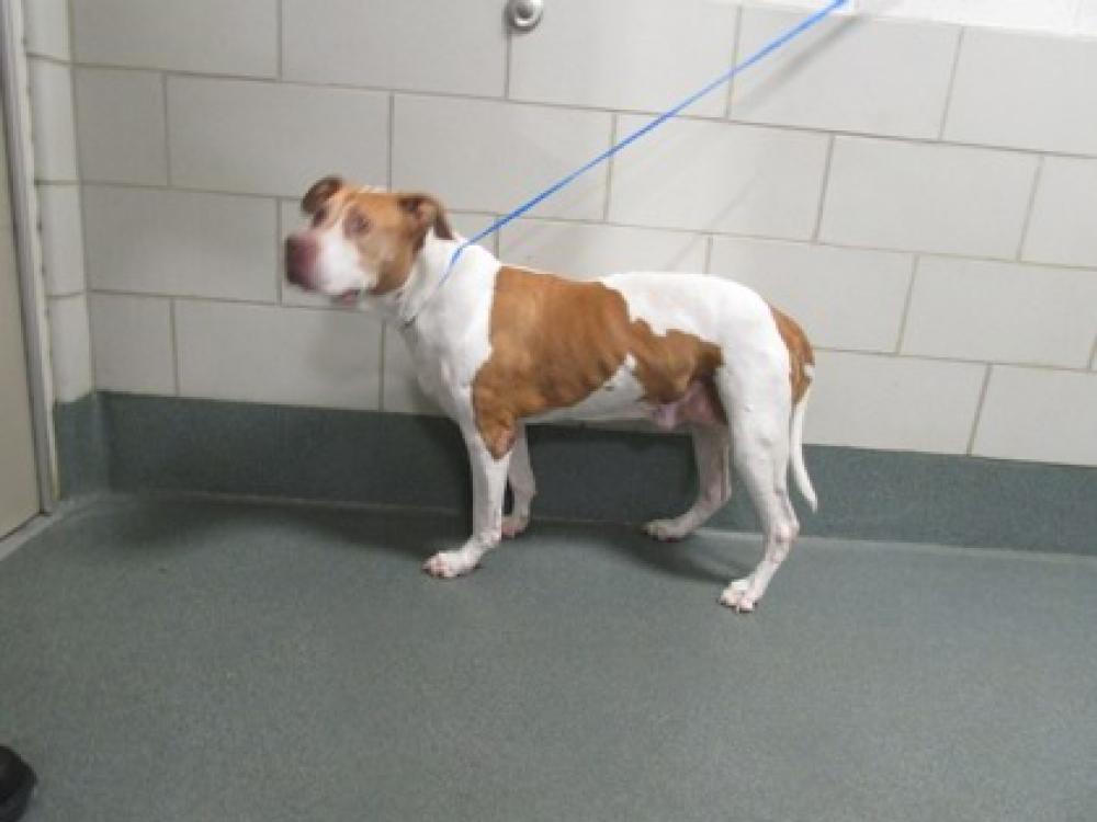 Shelter Stray Female Dog last seen Alexandria, VA, 22315, Steinway Street, Fairfax County, VA, Fairfax, VA 22032