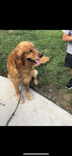 Lost Male Dog last seen Indiana McKinley Lake hills reserved , Riverside, CA 92503
