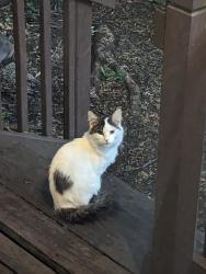 Lost Male Cat last seen near plain ave ne 15th st area, Canton, OH 44714