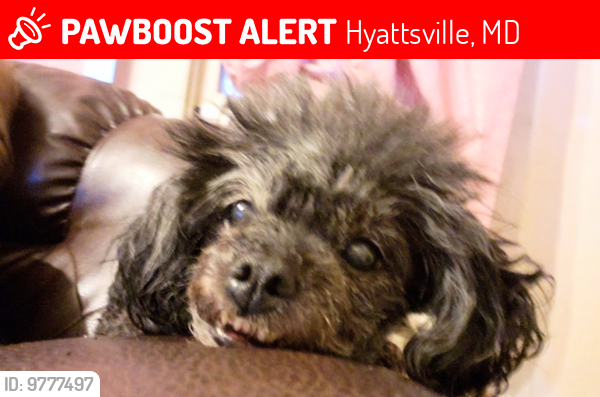 Lost Female Dog last seen Not far Quesadillas Rosita , Hyattsville, MD 20781