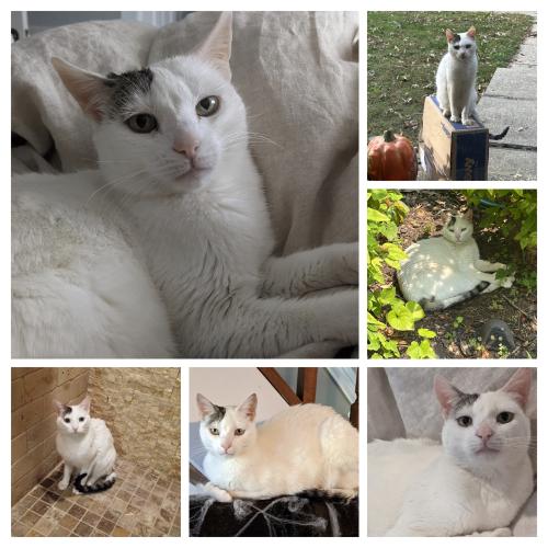 Lost Female Cat last seen Chesterfield Pasadena Md blue anchor court and saltwood glen , Pasadena, MD 21122