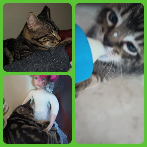 Lost Male Cat last seen Robles and Commonwealth , Buena Park, CA 90621