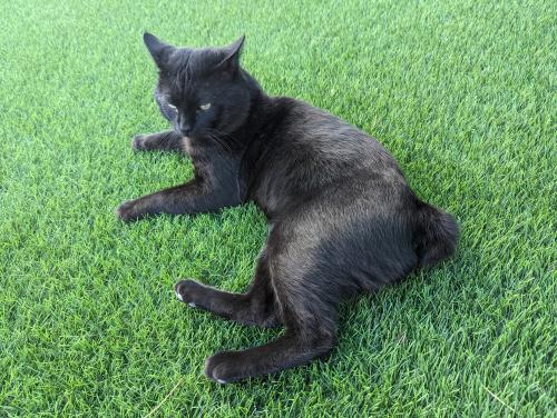 Lost Male Cat last seen Iroquois Way, San Diego, CA 92117