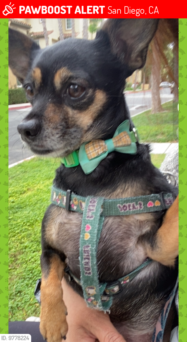 Lost Female Dog last seen El Cajon Blvd & 34th St, San Diego, CA 92104