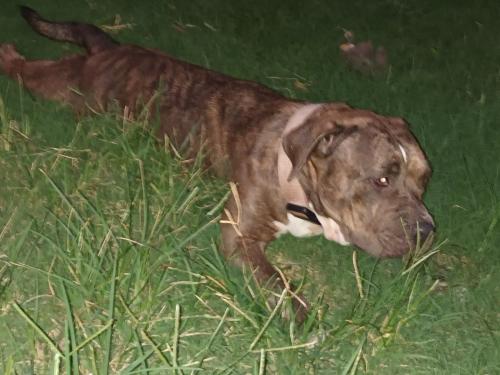 Lost Female Dog last seen Forest oaks drive 77017, Houston, TX 77017