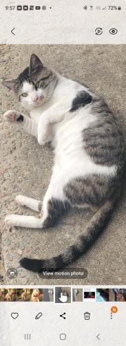 Lost Male Cat last seen The Dales of Springdale., West Columbia, SC 29170