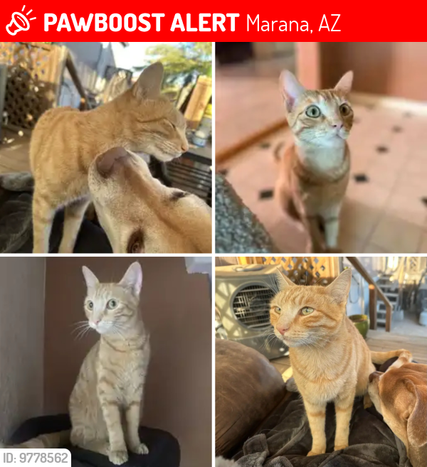 Lost Male Cat last seen Near N Adonis Rd, Marana Az, Marana, AZ 85658