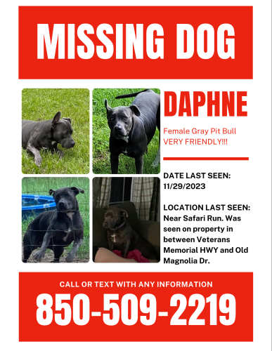 Lost Female Dog last seen Veterans Memorial Hwy, Safari Run, Hwy 90 East, Old Magnolia Rd, Leon County, FL 32309
