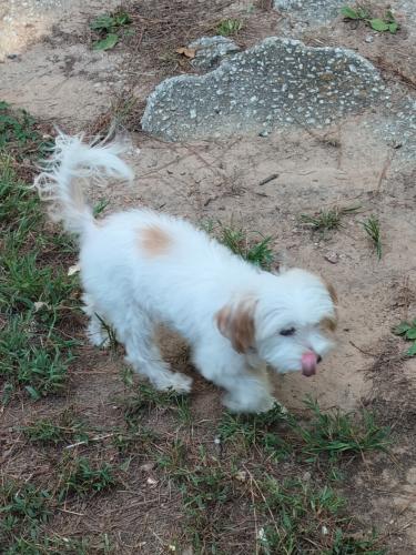 Lost Female Dog last seen Bella Rd Newnan GA , Newnan, GA 30263
