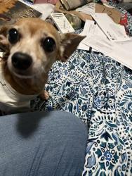 Reunited Female Dog last seen Cooper and Sublett, Arlington, TX 76012