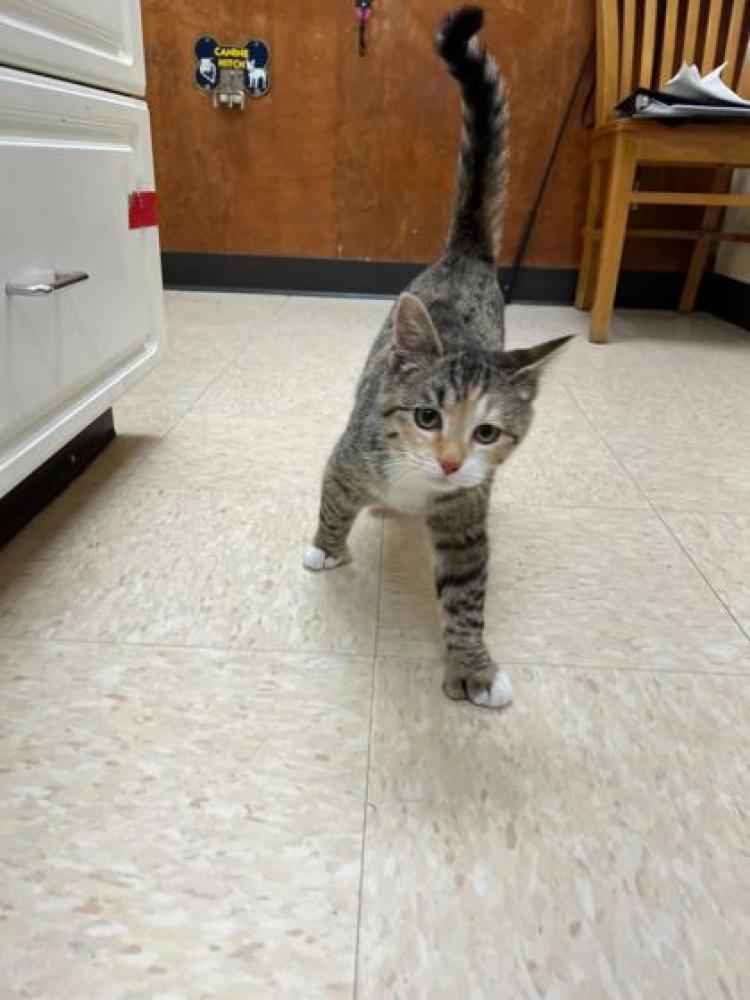 Shelter Stray Female Cat last seen Near S Gardner Rd Burlington 98233, Burlington, WA, Burlington, WA 98233