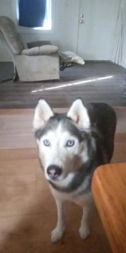Lost Female Dog last seen Central and Auburn, Rockford, IL 61101