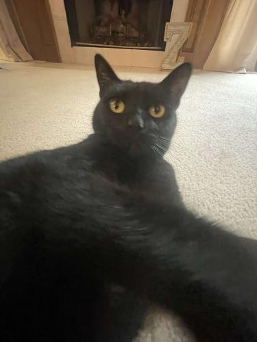 Lost Male Cat last seen Very close to Hannah beardlsly middle school and fairly close to downtown Crystal lake, Crystal Lake, IL 60014