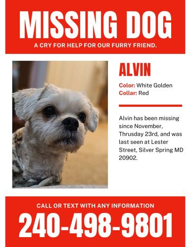 Lost Male Dog last seen Wheaton, Silver Spring, MD 20902
