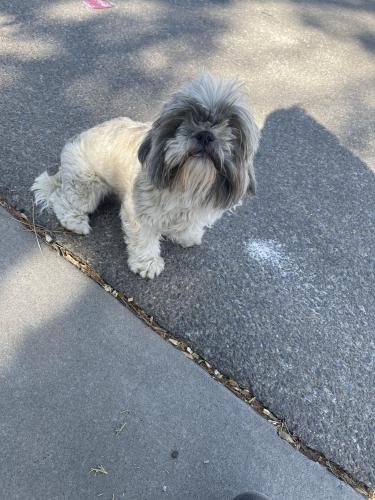 Lost Male Dog last seen 98th and Sage , Albuquerque, NM 87121