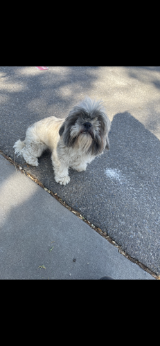 Lost Male Dog last seen 98th and Sage , Albuquerque, NM 87121