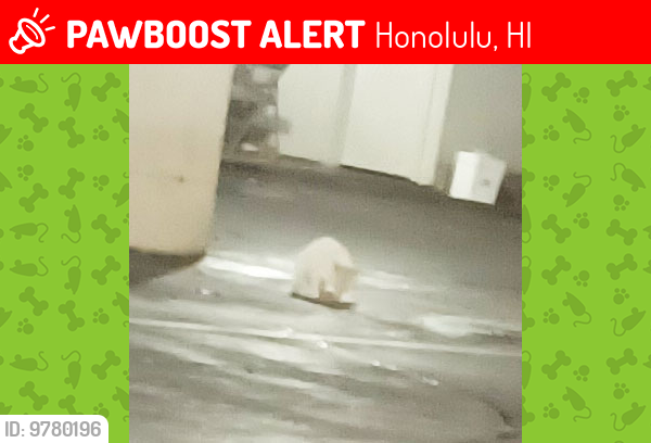 Lost Male Cat last seen Near Alakok St., Honolulu, Hawaii 96825, Honolulu, HI 96825