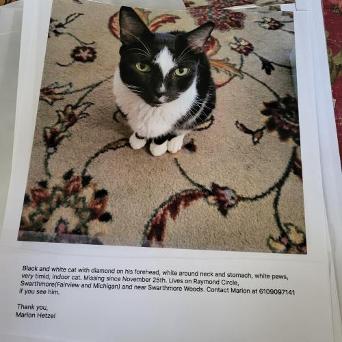 Lost Male Cat last seen Michigan and Fairview, Swarthmore, PA 19081