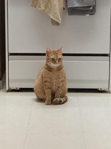 Lost Male Cat last seen Forest Lake Sports Complex, Forest Lake, MN 55025