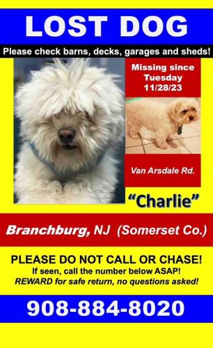 Lost Male Dog last seen Vanarsdale drive, Branchburg, Nj 08853, Branchburg, NJ 08853