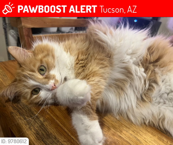 Lost Male Cat last seen Bear canyon/Snyder, Tucson, AZ 85749