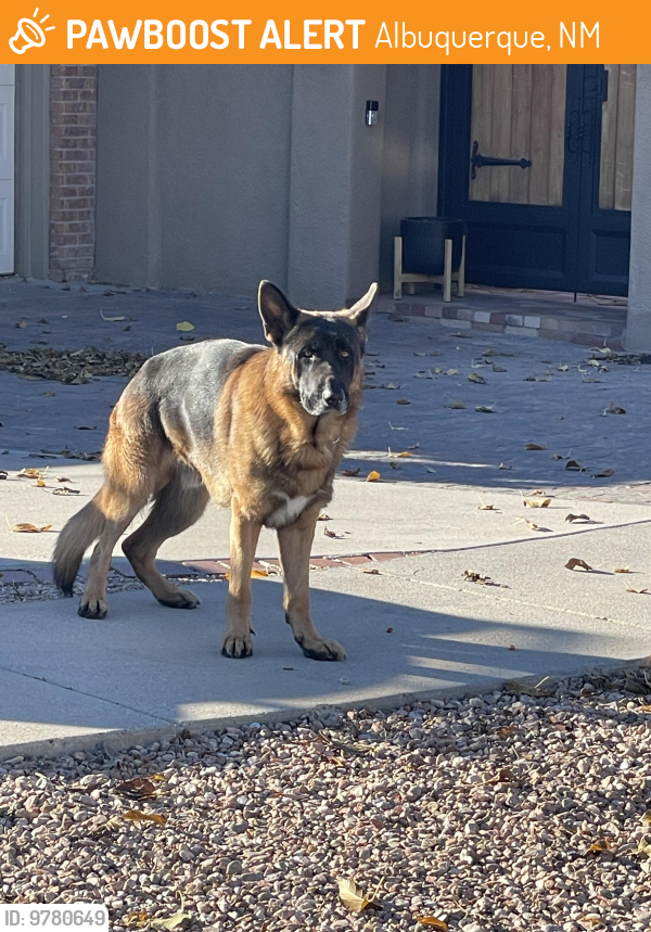 Surrendered Male Dog in Albuquerque, NM 87111 (ID 69780649) PawBoost