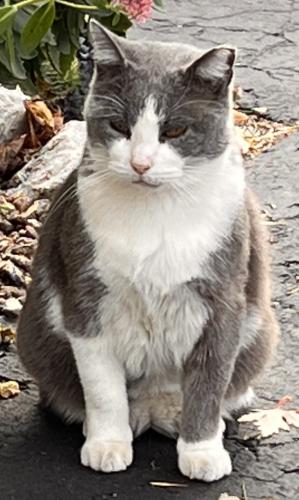 Lost Male Cat last seen Pfeiffer Rd, between Stringtown Rd and N Kentucky Av, Evansville, IN 47711