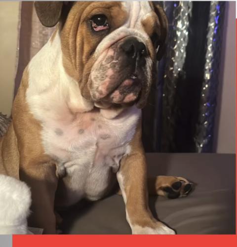 Lost Male Dog last seen Near A s 18th st Milwaukee wi. 53204, Milwaukee, WI 53205