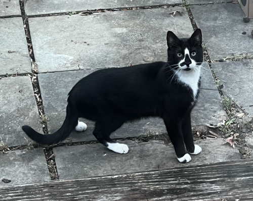 Found/Stray Unknown Cat last seen McComas Ave and Drumm St., Kensington, MD 20895