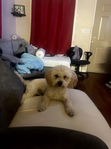 Lost Male Dog last seen 66th and main st , Los Angeles, CA 90003