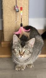 Reunited Female Cat last seen Station 49 on birchbay, Blaine, WA 98230