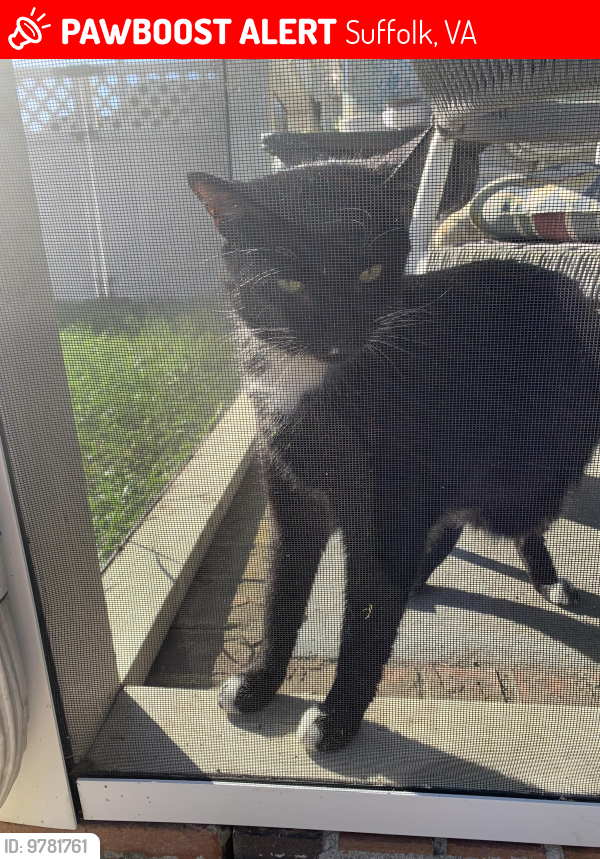 Lost Male Cat last seen Near chapel hill ct, Suffolk, VA 23434