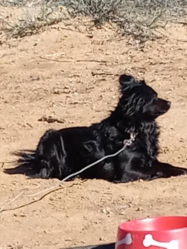 Lost Female Dog last seen Silverbell and Speedway, Tucson, AZ 85705