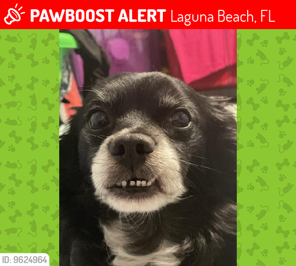 Lost Male Dog last seen Alta vista dr. Why 98, Panama City Beach, FL 32413