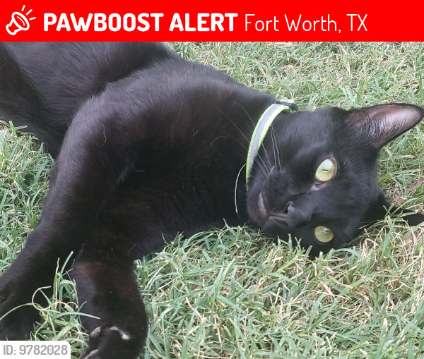 Lost Male Cat last seen Winding passage way , Fort Worth, TX 76131