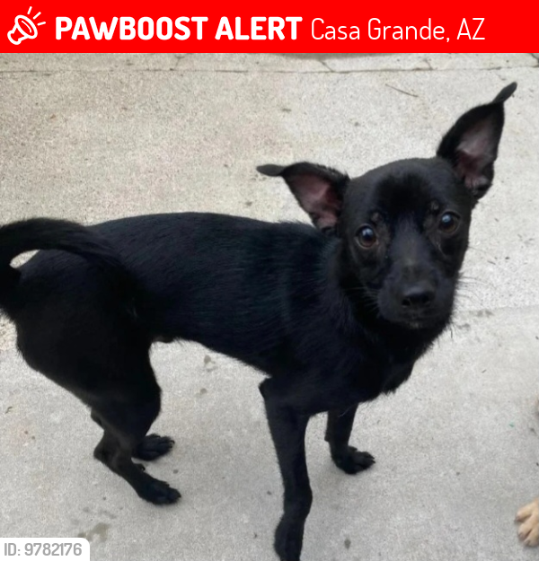 Lost Male Dog last seen Near w. Selma hwy , Casa Grande, AZ 85122