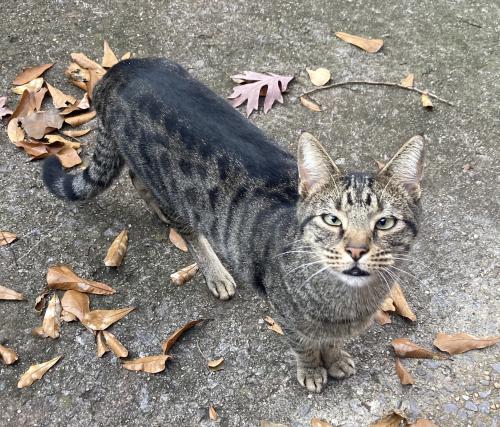 Lost Male Cat last seen Queenstown Rd and Birch St, Trussville, AL 35173