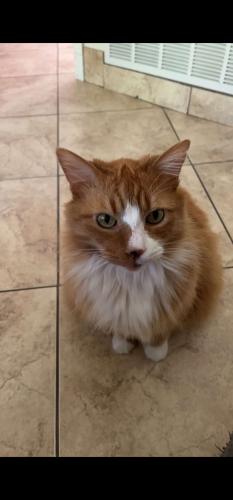 Lost Male Cat last seen Whistler Lane, Canton, GA, Canton, GA 30114