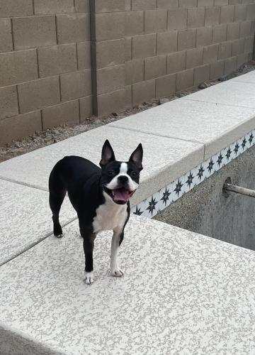 Lost Male Dog last seen Copa flats apartments, Maricopa, AZ 85138