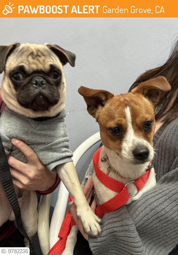 Garden Grove, CA Stray Male Dog Found Near Lampson and Gilbert PawBoost